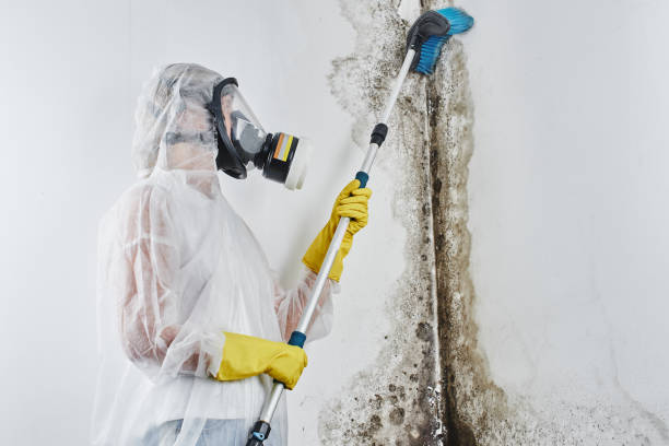 Attic Mold Removal in Redfield, AR