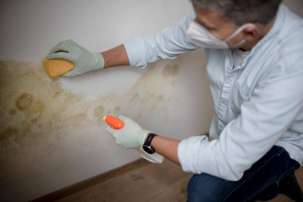 Best Residential Mold Removal  in Redfield, AR